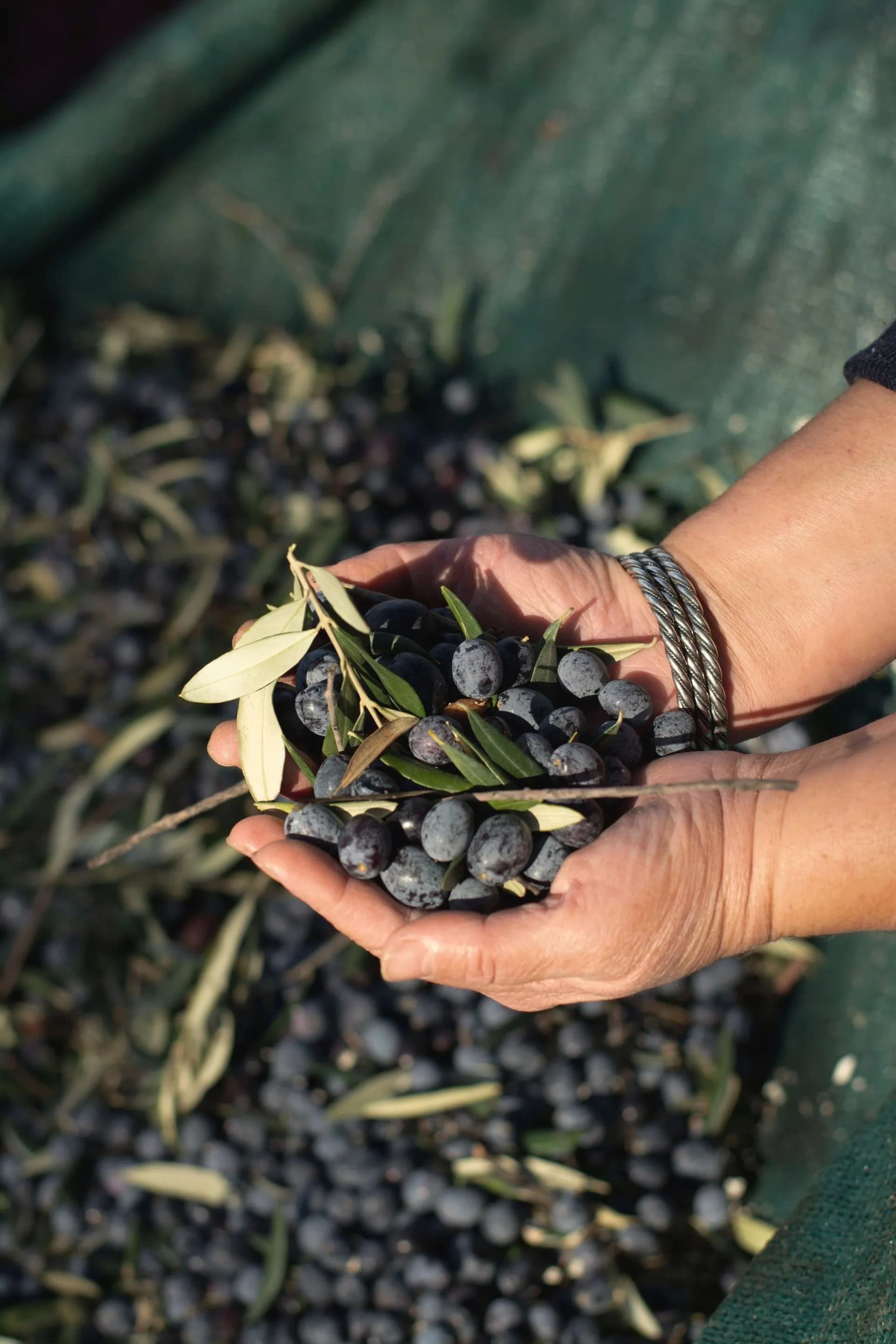 Mains tenant des olives fraîchement récoltées